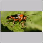Cantharis pellucida - Weichkkaefer 07.jpg
